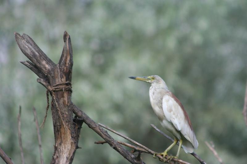 931 Srinigar 20-08-2009.jpg